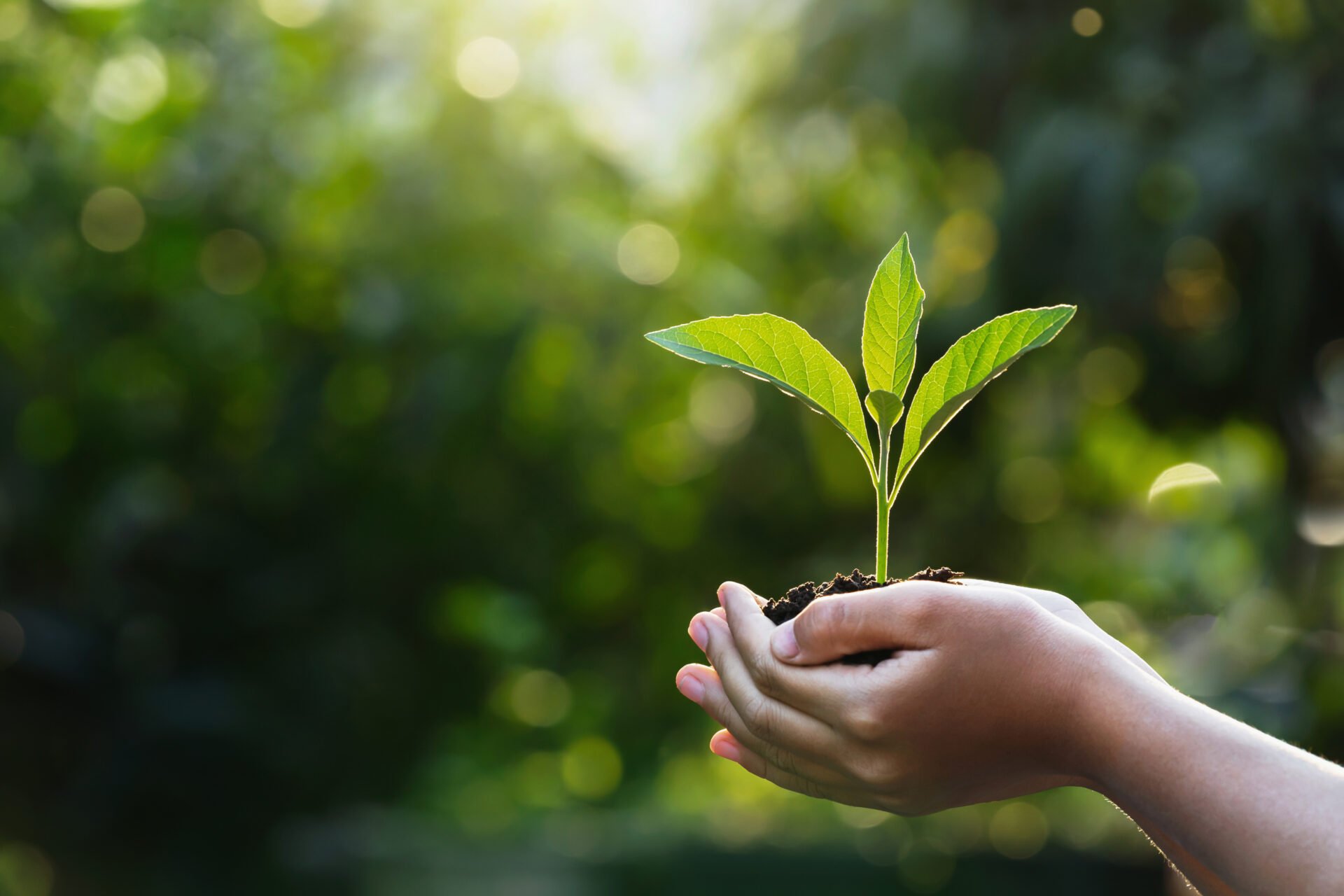 hand children holding young plant with sunlight on green nature